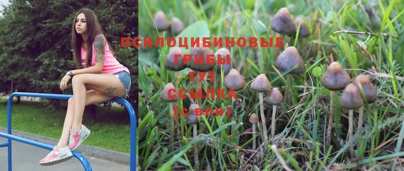 Псилоцибиновые грибы Psilocybine cubensis  купить   Уяр 